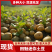 2026新鲜现发油炸烧烤炕小土豆专用迷你土豆各种大小大量