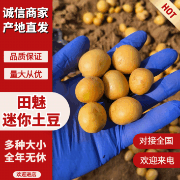 神农架油炸炕迷你小洋芋小土豆专用各种迷你土豆全年大量供应