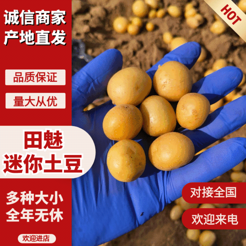 神农架油炸炕迷你小洋芋小土豆专用各种迷你土豆全年大量供应