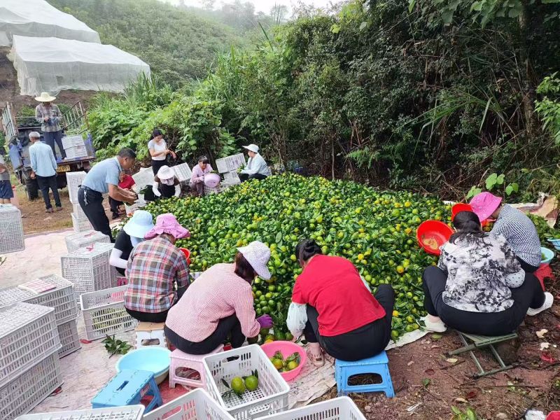 赣南蜜橘普早上市了果园直发价格实惠欢迎老板联系