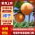 【吊红柿子】河南火胡炉柿子量大从优保质保量视频看货对接全国