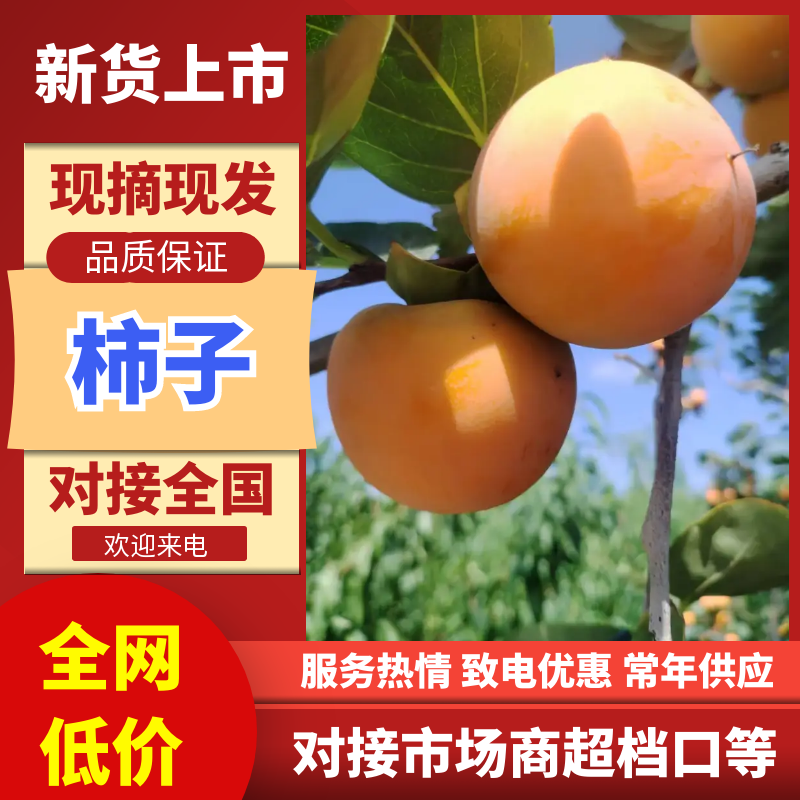 【实力推荐】吊红柿子火胡炉现摘现采量大从优可对接全国市场