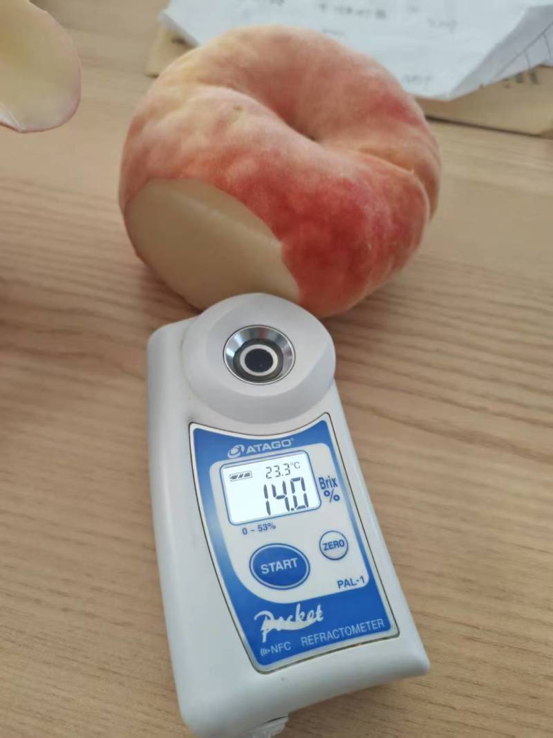 【品质保证】瑞蟠21桃子蟠桃瑞潘二十一大量供应中高品质口感佳
