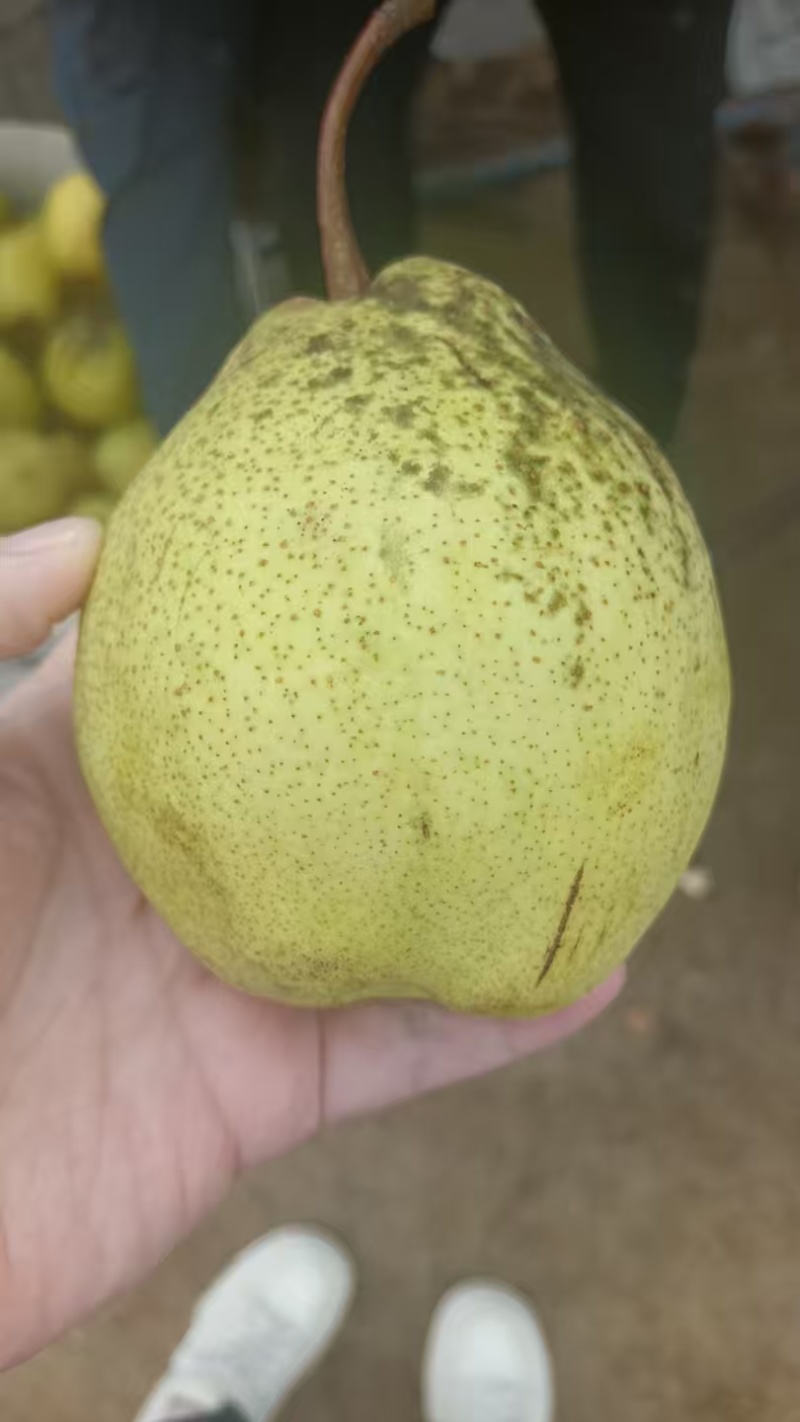 冻白梨水秀白梨东北特产水果口感佳运输便利价格实惠欢迎老板联系