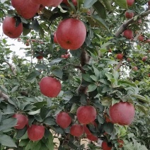 山西花牛苹果产地直发品质保证价格优惠诚信经营
