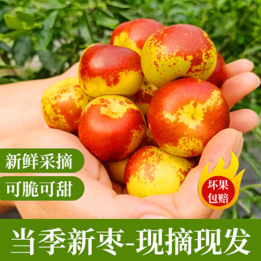 山东沾化冬枣滨州新鲜脆甜枣特大果孕妇水果中秋节