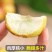 山东沾化冬枣滨州新鲜脆甜枣特大果孕妇水果中秋节