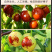 山东沾化冬枣滨州新鲜脆甜枣特大果孕妇水果中秋节