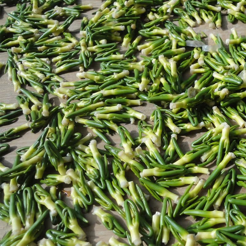 莲子芯特级***新鲜莲子量大从优莲子心