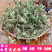 白背黄花稔生肌草梅肉草拔脓消中药材中草药原料