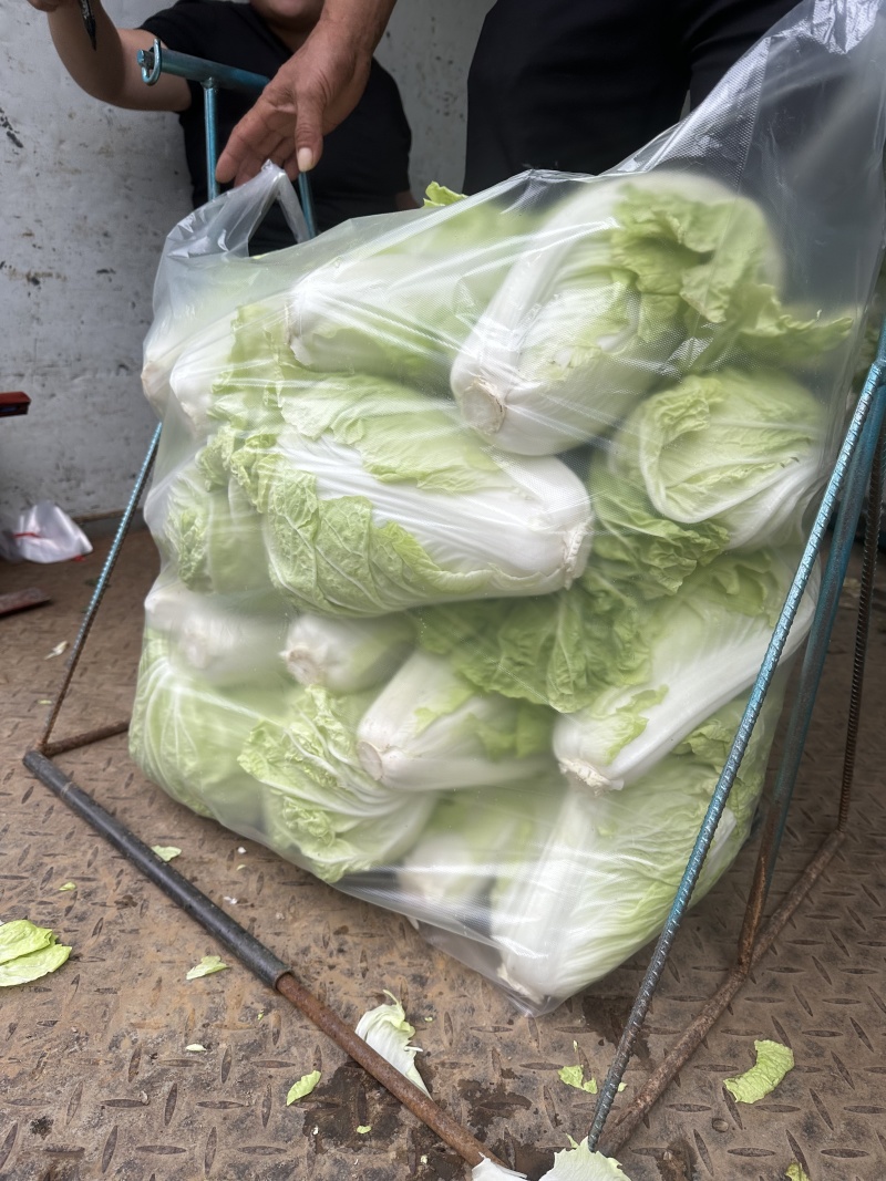 夏阳白菜-热白菜-早熟白菜夏阳50-2-4斤山东淄博高青