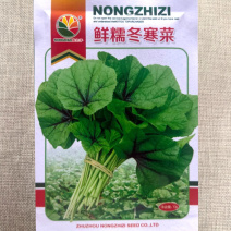 鲜糯冬寒菜种子冬苋菜种子耐寒阳台菜园蔬菜种子
