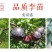 八宝丹李早熟黄肉小红宝石李苗脆甜丰产离核易管理李子