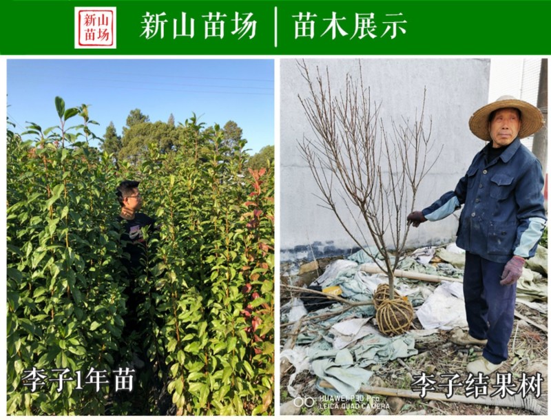 八宝丹李早熟黄肉小红宝石李苗脆甜丰产离核易管理李子