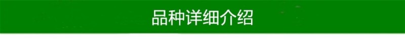 八宝丹李早熟黄肉小红宝石李苗脆甜丰产离核易管理李子