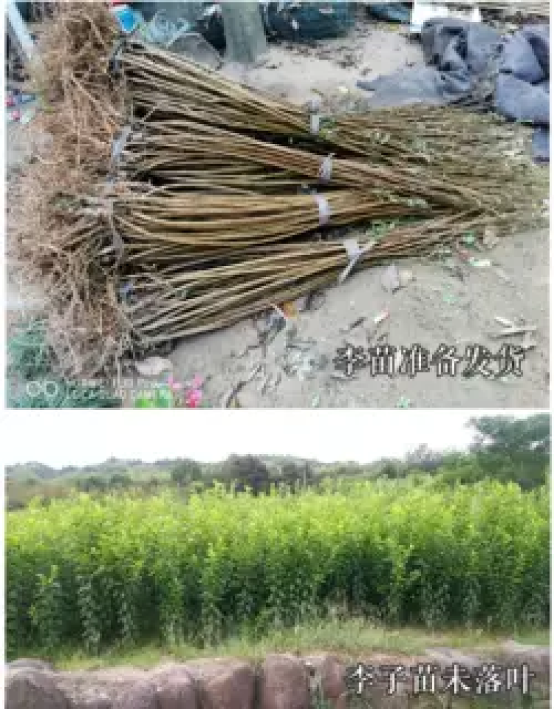 八宝丹李早熟黄肉小红宝石李苗脆甜丰产离核易管理李子
