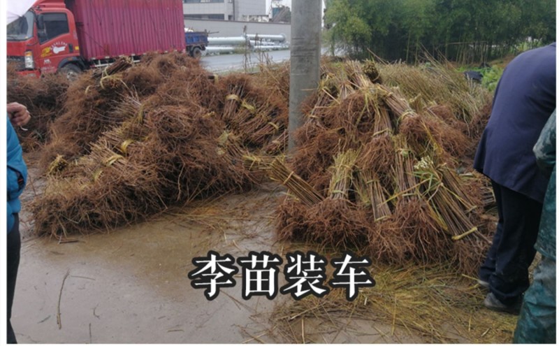 八宝丹李早熟黄肉小红宝石李苗脆甜丰产离核易管理李子