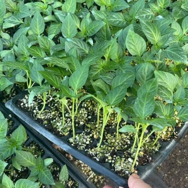 大量辣椒苗供应品质保证支持视频看货欢迎来电洽谈
