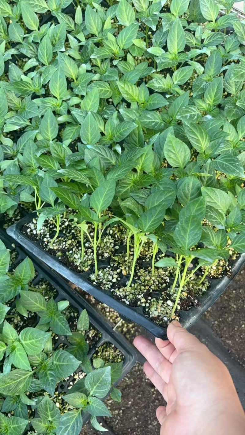 大量辣椒苗供应品质保证支持视频看货欢迎来电洽谈