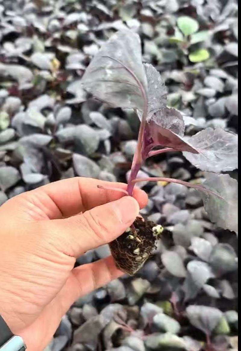 紫甘蓝苗，高产紫甘蓝苗，叶球紧实根系发达带土发货