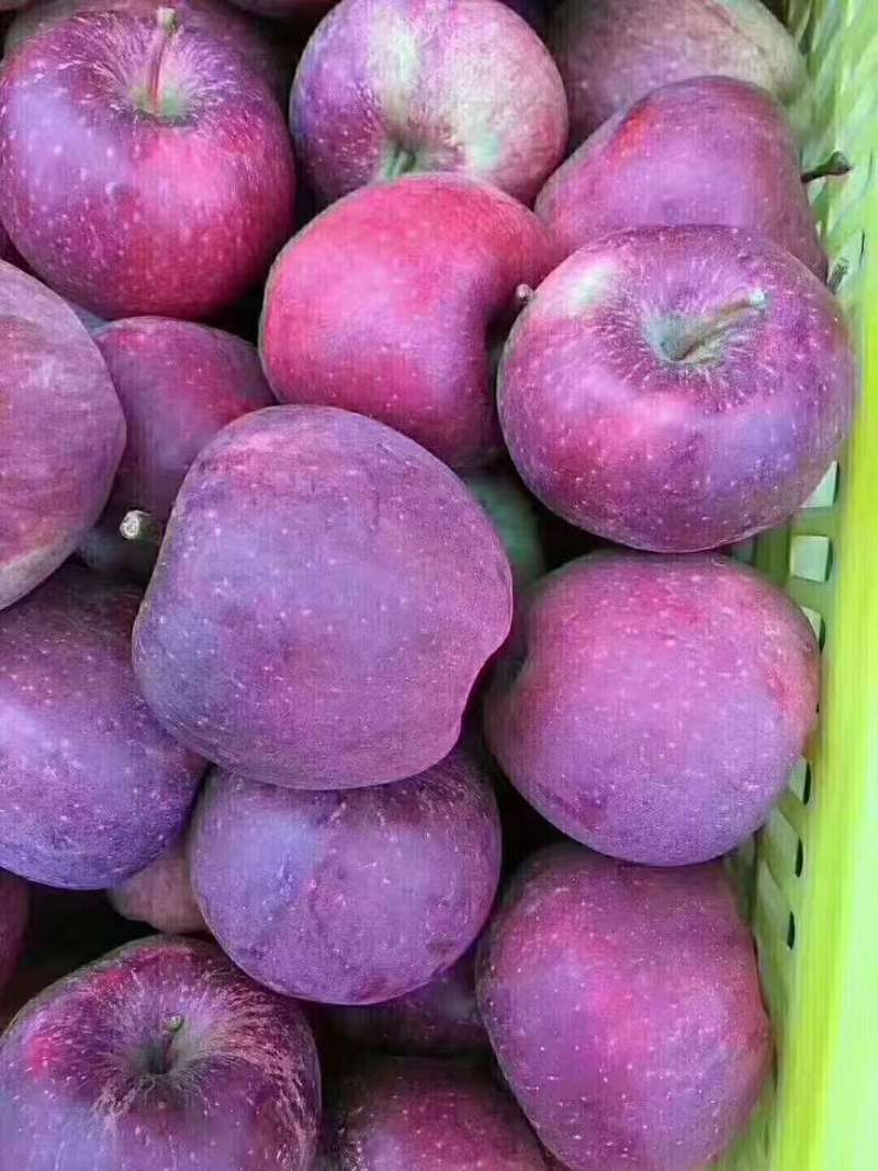 热卖推荐】甘肃花牛苹果源头产地直销代发全国联系