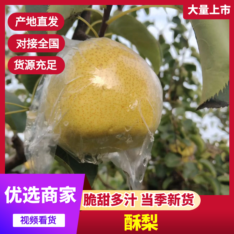 高山酥梨，皮薄肉厚产地直销量大从优可视频看货对接全国电商