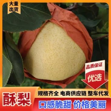 纸袋酥梨山西产地量大从优现摘现采保质保量可对接全国