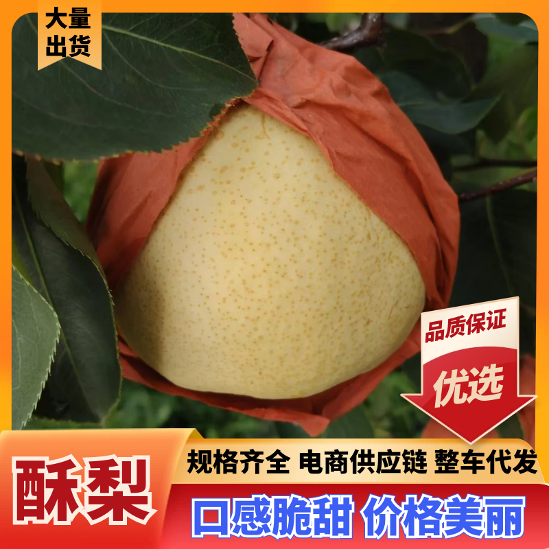 纸袋酥梨山西产地量大从优现摘现采保质保量可对接全国