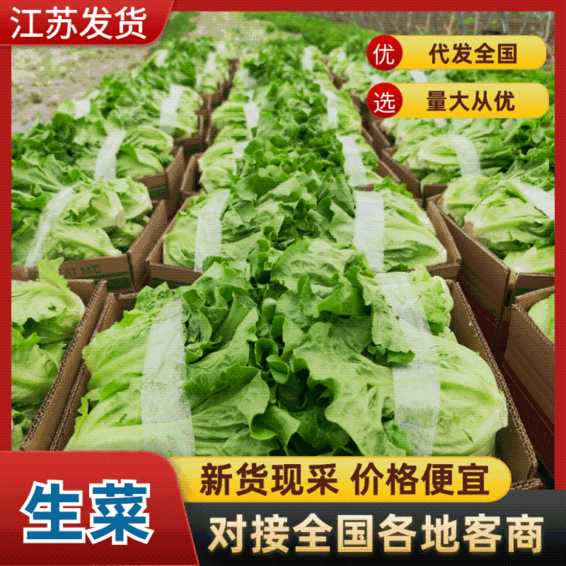 淮安生菜意大利生菜一手货源视频看实力代办质量好