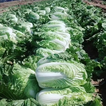 精品黄心白菜大量供应对接全国市场加工厂商超团购