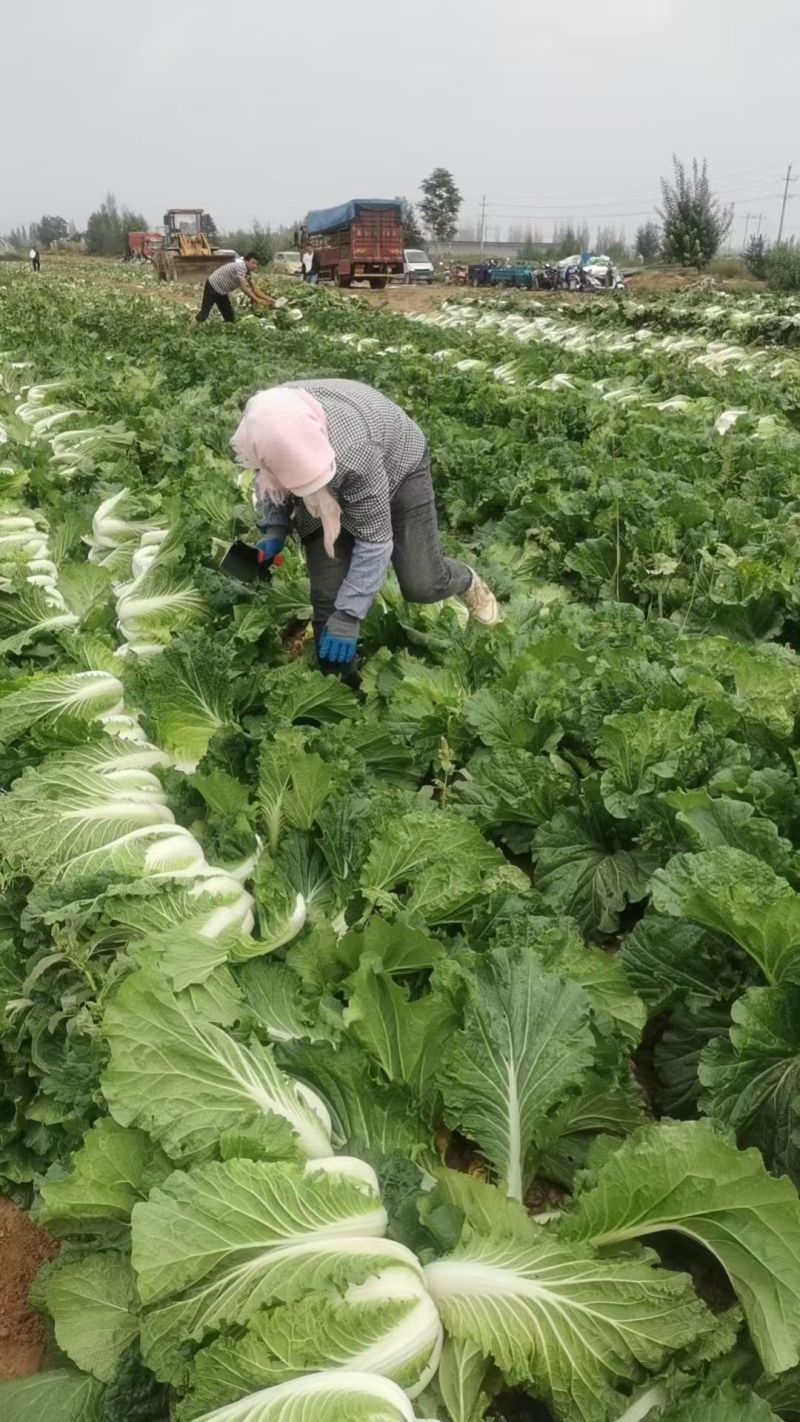 精品黄心白菜大量供应对接全国市场加工厂商超团购