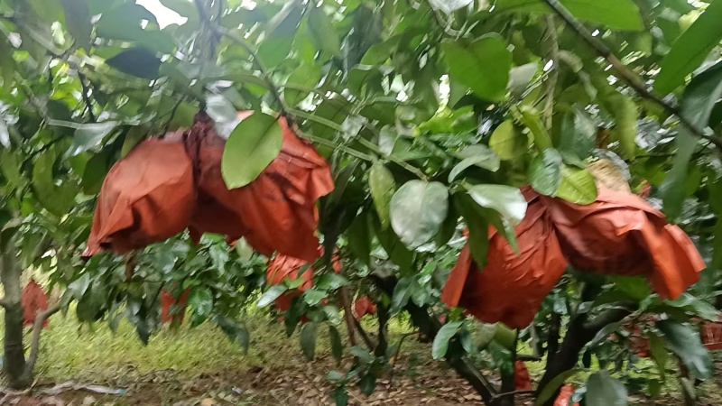 三红柚四川精品三红柚柚子皮薄多汁现摘现发代发全国
