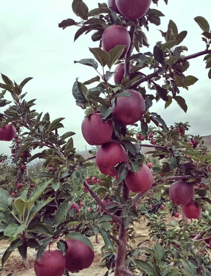 热卖推荐】甘肃花牛苹果源头产地直销代发全国联系