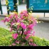 石梅的一亩田店铺