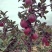 热卖推荐】甘肃花牛苹果源头产地直销代发全国联系