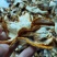 佛手柑佛手大货批发规格齐全现货佛手柑