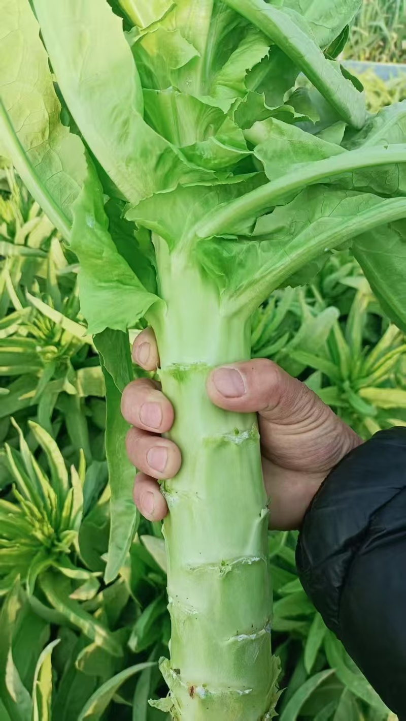 三青皮莴笋产地大量现货供应，规格齐全，对接商超市场批发商
