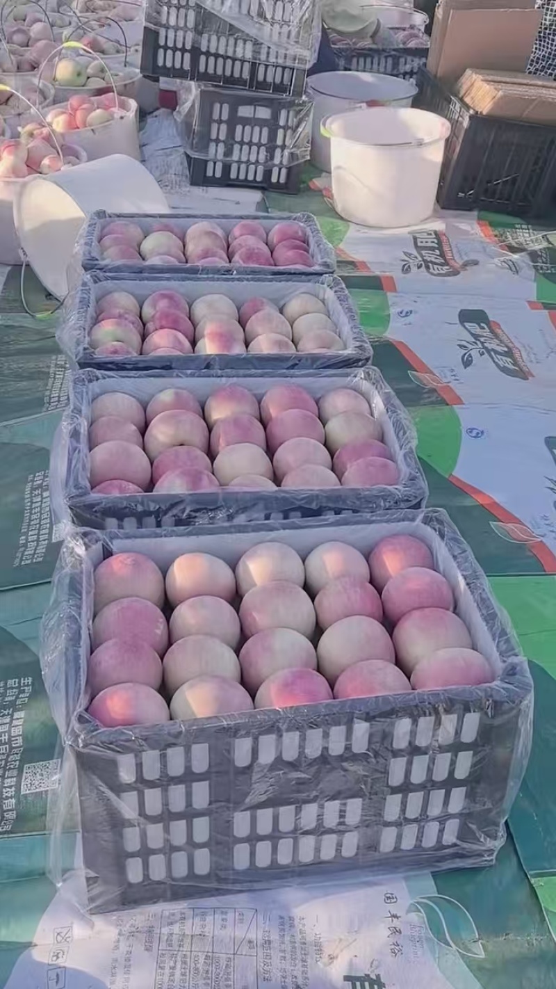 辽西特产寒富苹果山地寒地珍品新鲜脆甜上市