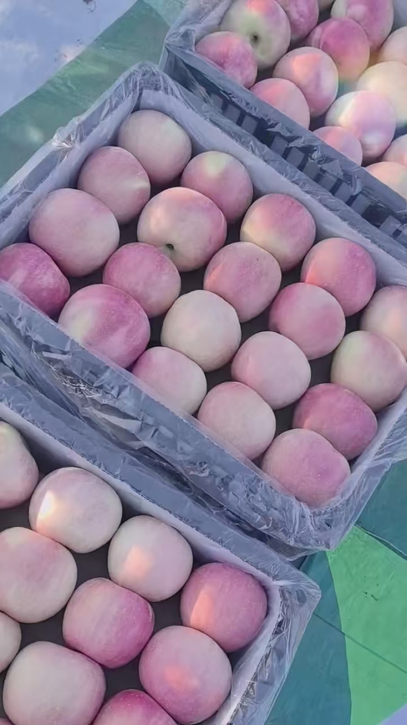 辽西特产寒富苹果山地寒地珍品新鲜脆甜上市