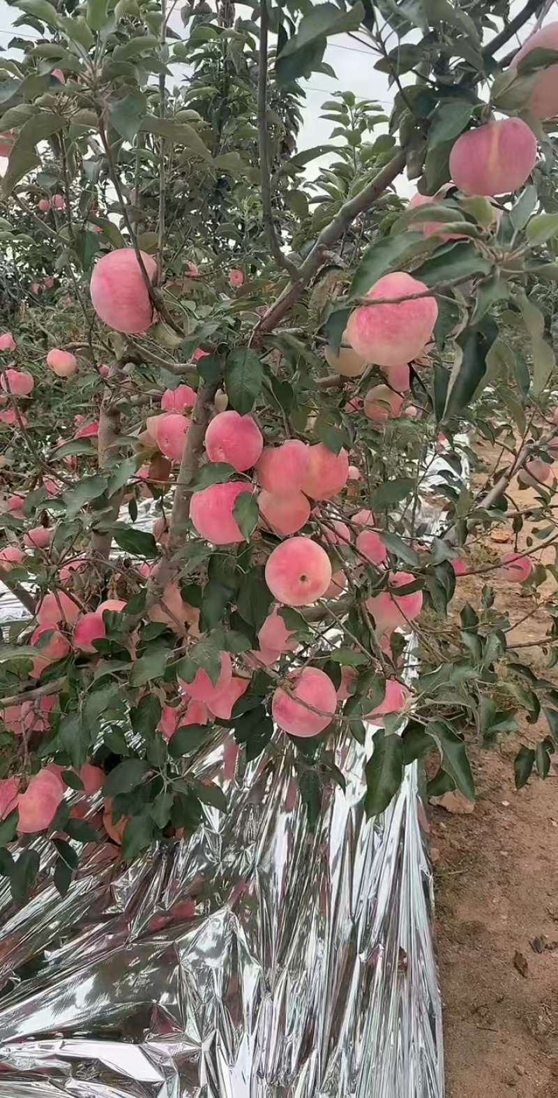 辽西特产寒富苹果山地寒地珍品新鲜脆甜上市