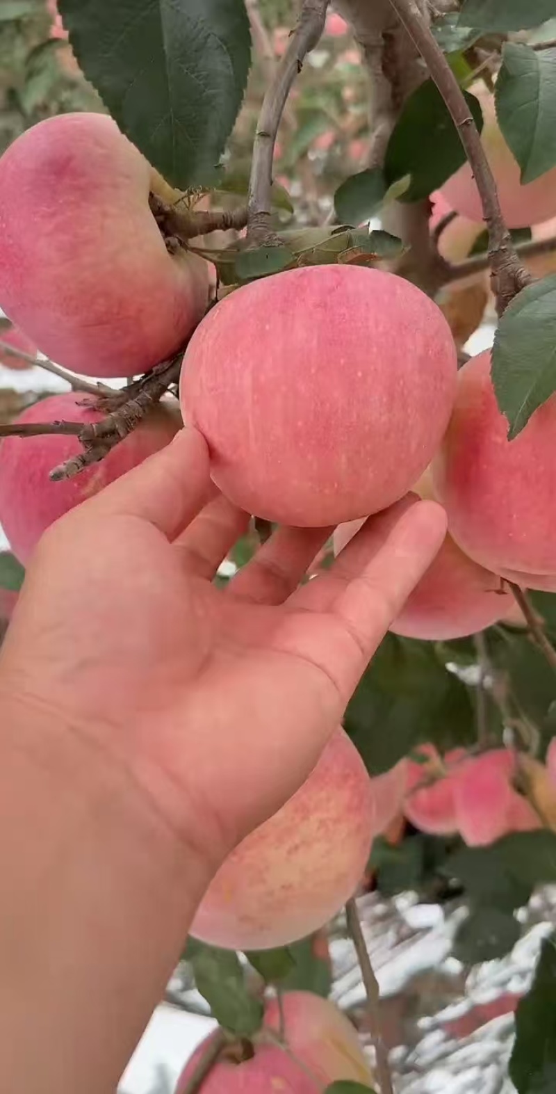 辽西特产寒富苹果山地寒地珍品新鲜脆甜上市