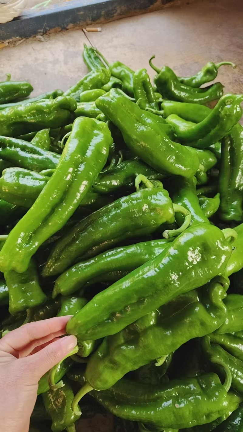 鲜辣椒夏邑301辣椒大量现货供应，保质保量，量大从优