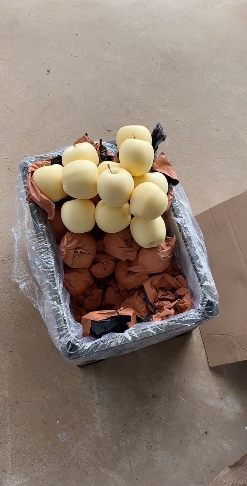 辽宁绥中黄元帅，一手货源，品质保证，可视频看货，诚信经营