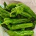 鲜辣椒夏邑301辣椒大量现货供应，保质保量，量大从优