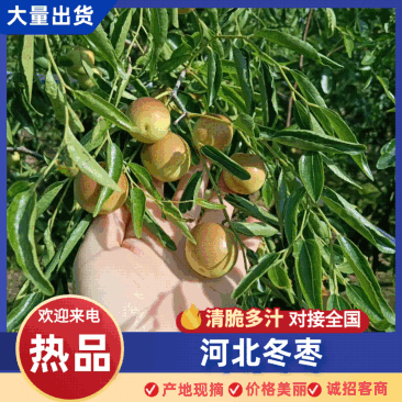 【推荐】河北冬枣产地一手货源直供可代发视频看货