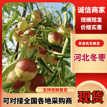 【实力推荐】河北冬枣产地直发全国价格公道欢迎咨询