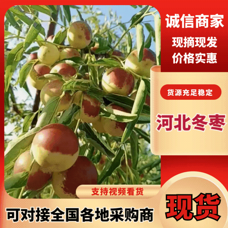 【实力推荐】河北冬枣产地直发全国价格公道欢迎咨询