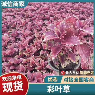 基地进口彩叶草穴盘苗营造杯双色盆都有货