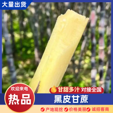 黑皮甘蔗广西甘蔗基地直发基地现砍现发量大从优