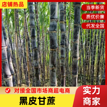 【放心购买】黑皮甘蔗广西甘蔗基地直供量大从优欢迎下单